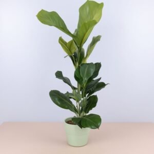 Ficus Lyrata w doniczce