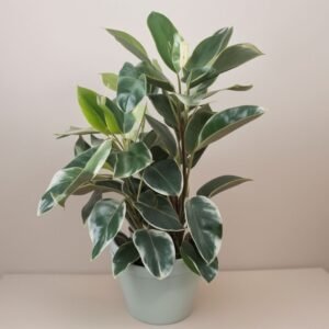 Ficus Tinecki w doniczce