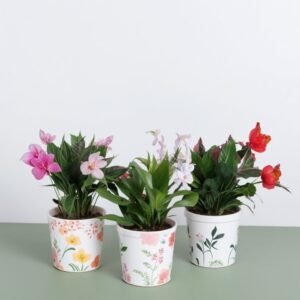 Mieszanka do szlumbergery w doniczce