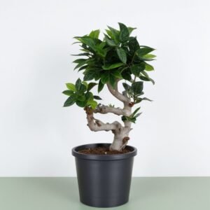 Ficus Ginseng w doniczce