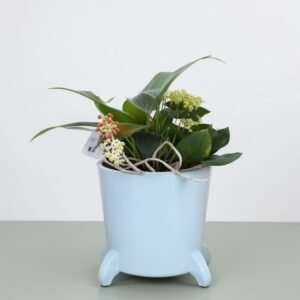 Sadzenie mieszanek roślinnych w doniczce ceramicznej