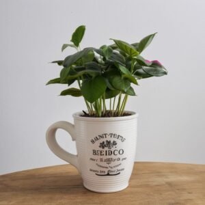 Kawa Arabica w filiżance