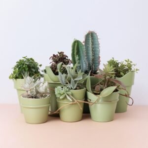 Kaktus w mieszance doniczkowej