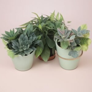 Echeveria w doniczce w asortymencie