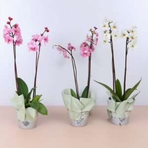 Orchidea Phalaenopsis zmieszana z 2 gałązkami w doniczce