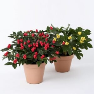 Rododendron (Azalia) w doniczce