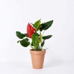 Anturium w doniczce