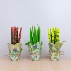 Sansevieria aksamitna w doniczce