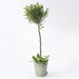 Oliwa z oliwek w garnku