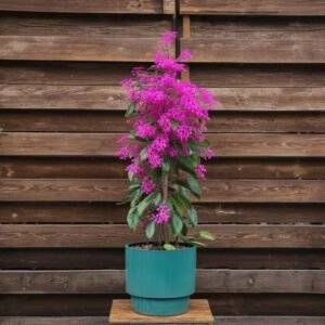 Bougainvillea "Vera deep purple" w doniczce