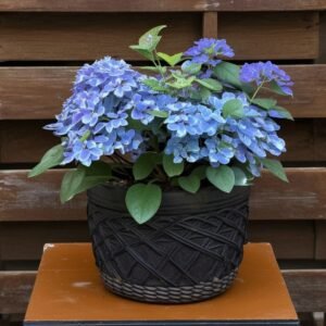 Hortensja w pudełku prezentowym