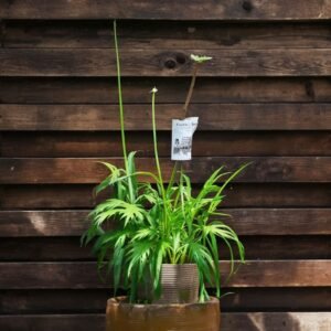 Agapant Big Blue w doniczce