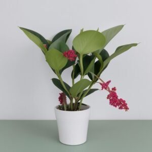Medinilla w doniczce