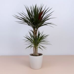 Dracena w doniczce
