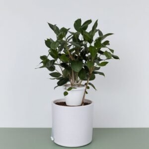 Kamelia japońska biała