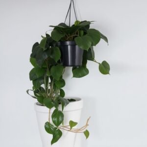 Philodendron Scandens Micans w doniczce