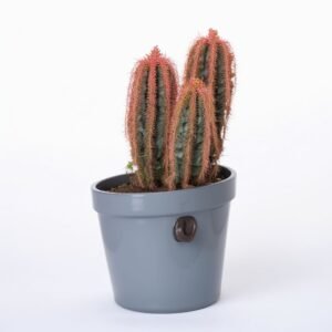 Pomarańczowy kaktus w doniczce