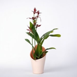 Storczyk Brassia w doniczce