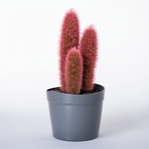 Kaktus Bordeaux w doniczce