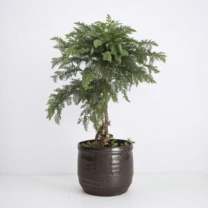 Araucaria w doniczce