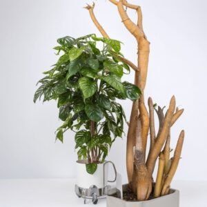 Cissus Ellen Danica w doniczce