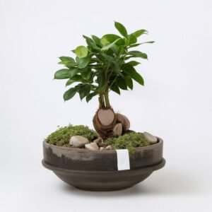 Kompozycja Ficus Ginseng