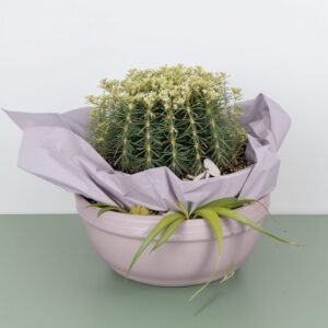 Kaktus w pudełku prezentowym