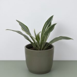 Mieszanka draceny w doniczce