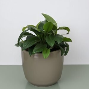 Dracena Tornado w doniczce