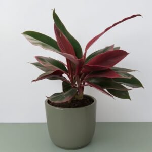 Stromantha w doniczce