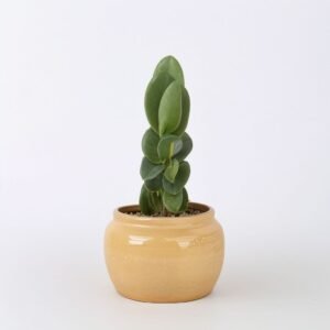 Kaktus Cereus w doniczce