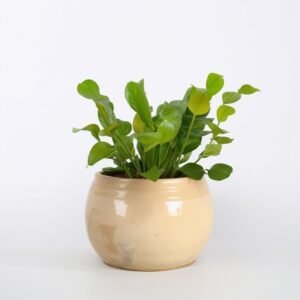 Asplenium Crispy Wave w doniczce