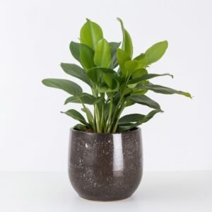 Aglaonema w doniczce