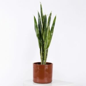 Sansevieria Zelanica w doniczce
