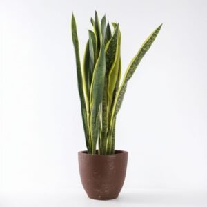 Sansevieria Laurentii w doniczce