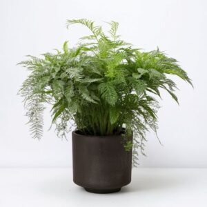 Szparag Setaceus w doniczce