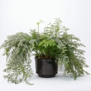 Szparagi Sprenger w doniczce