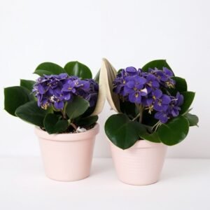 Kompozycja z fiołków w doniczce