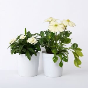 Kompozycja z jaskrów i róż w doniczce