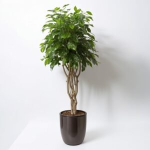 Ficus Benjamina w doniczce