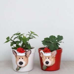 Echeveria w doniczce noworocznej