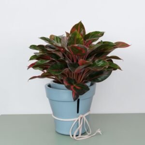 Aglaonema Jungle Red w doniczce