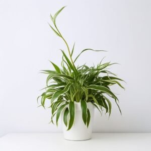 Chlorophytum w doniczce