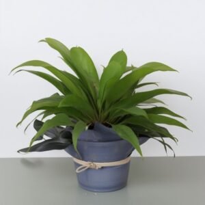 Asplenium Nidus Air So w doniczce