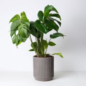 Monstera w doniczce