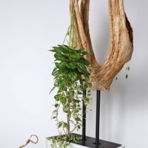 Hoya Krimson Eskimo w doniczce