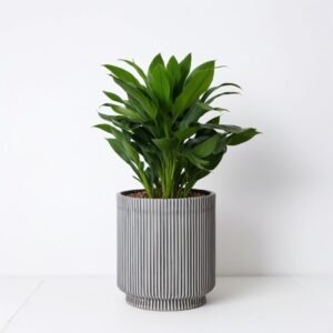 Dracaena Compacta (Compacta) w doniczce