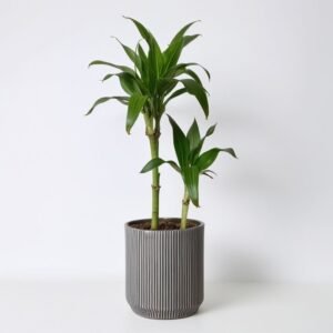 Dracaena Steudneri w doniczce