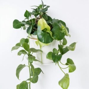 Epipremnum w doniczce