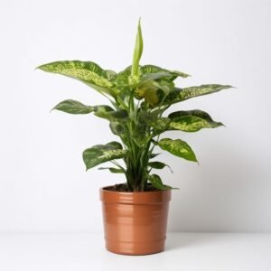 Difenbachia w doniczce